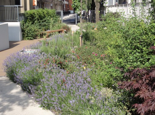 Marchmont Garden in bloom