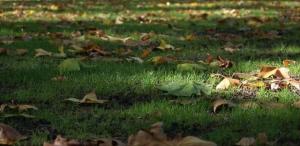 Leaves Autumnal leaves Bedford Square