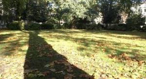 Shadow cast by Plane tree