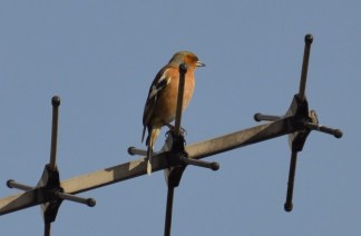 Chaffinch Jessel