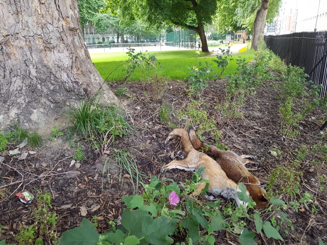 Dead foxes in Cartwright Gardens