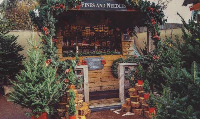 Christmas trees Brunswick square