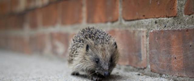hedgehog_tom_marshall_0