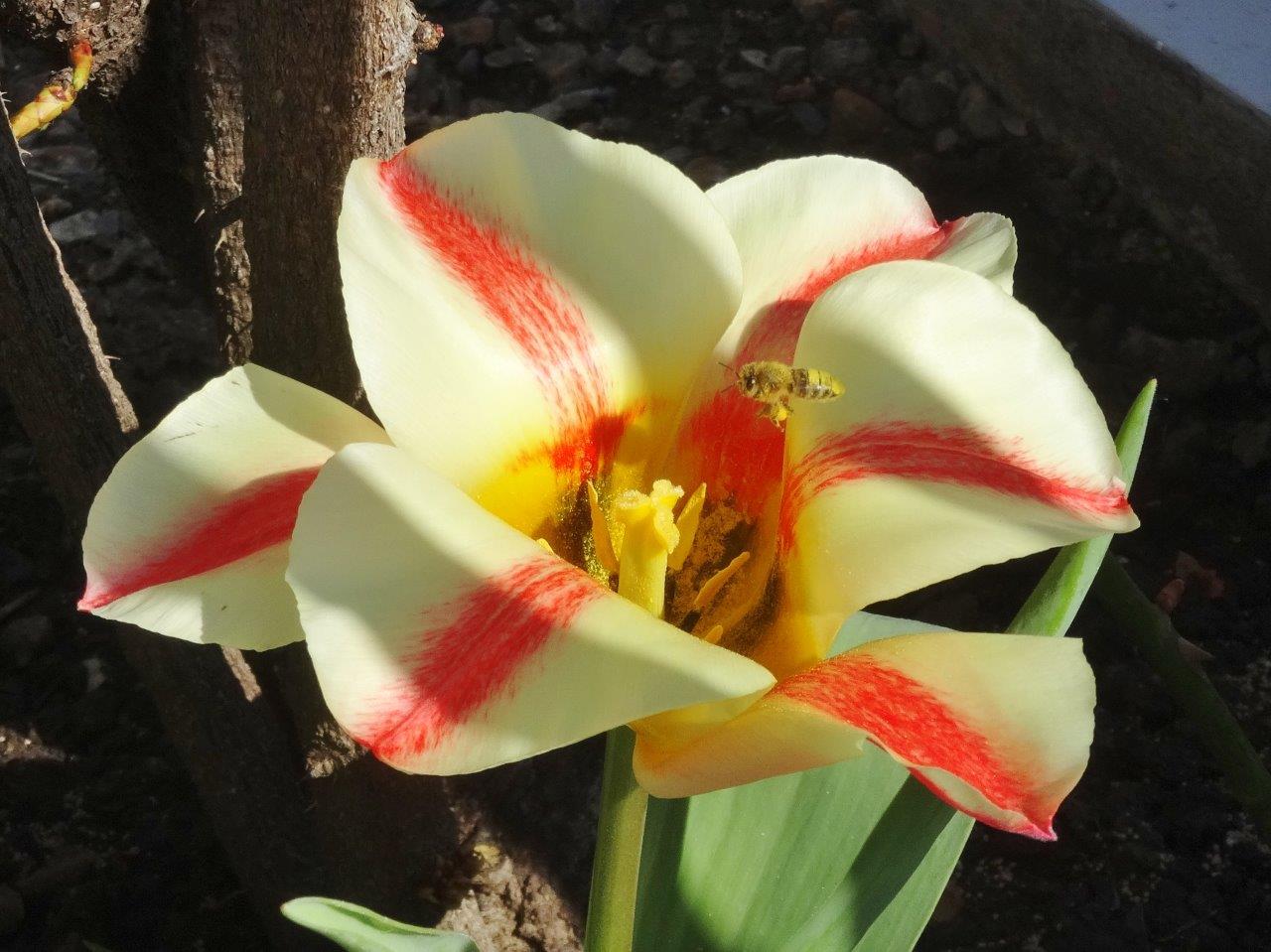 Bee visiting a 'quebec' tulip