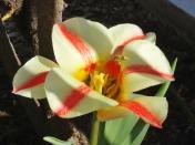 Bee visiting a 'quebec' tulip