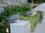 Wood pigeons