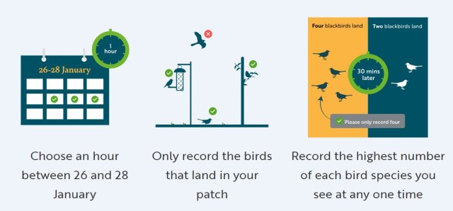 How to record bird sightings