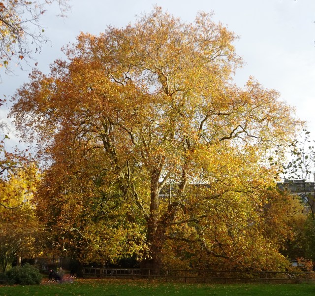 the-brunswick-plane-autumn-glory